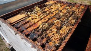 Bienenkolonie am Dach der HTL Spengergasse